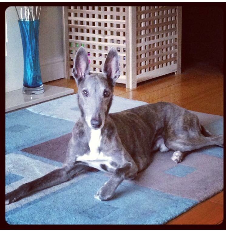 Run free over rainbow 🌈 bridge our handsome boy 💔💔💔