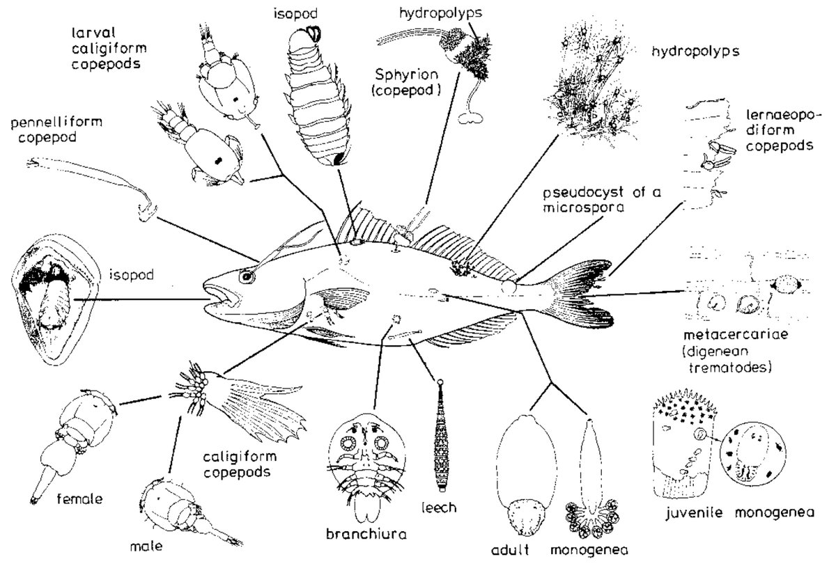 チョウの分布をしりたい はじめましての魚に向かう時のイメージ 外部ver 生態 進化にどうつながるかは置いとくとして 寄生虫の視点で見ると宿主って単なるハビタットなんだな としみじみ 出典 Moller Anders 1986 T Co Uuitad192b