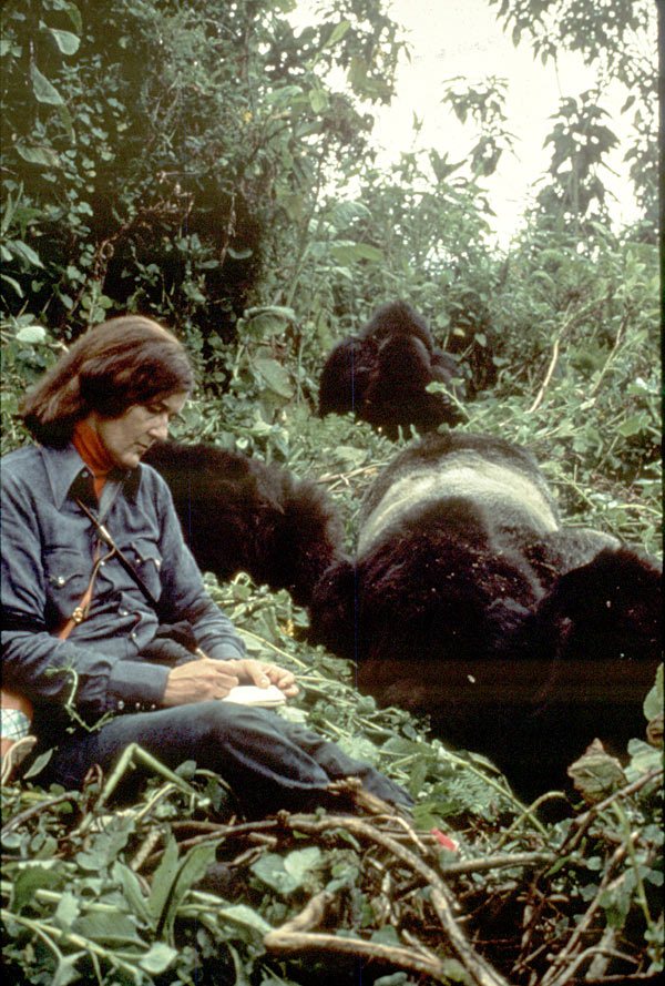 Just spotted that the <a href="/NatGeo/">National Geographic</a> series #DianFossey #SecretsintheMist is being shown on #BoxingDay on @NatGeoChannel 8-11pm - so if you've missed it &amp; are visiting relatives with that channel, you can #bingewatch #gorillas #conservation and Dian's amazing story! #Rwanda #DRC @NGC_PR