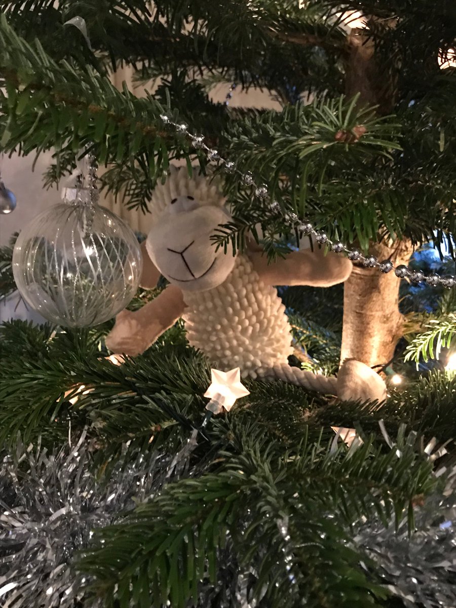 czenthonjames's tweet photo. The tree’s up and Christmas has come to Auchincruive. All credit to @FayeMurfet and Barney the Dog-Sheep. #ChristmasHasLanded #IFDAS https://t.co/uRfiwE2CCP