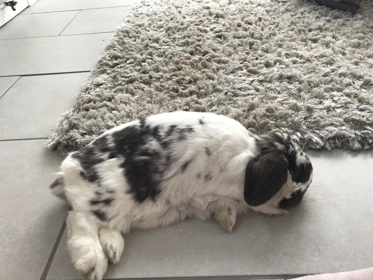 Bertie Bunny tweet media