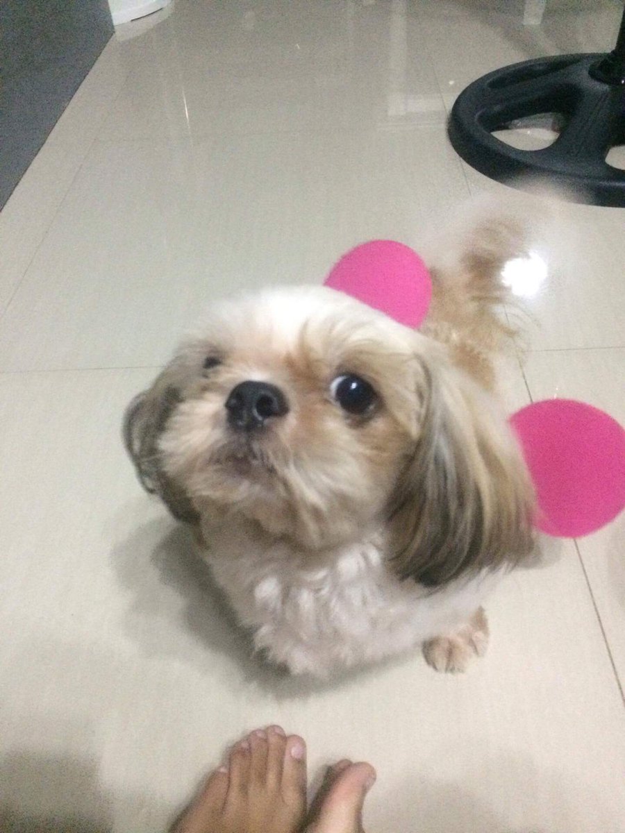 misteeeey's tweet photo. You were the greatest thing that ever happened to me. ❤️ We will miss you, Clover! 😭💔 No one can replace you. I love you so much! Rest In Peace, my love. 😭🐶🐾 https://t.co/n3PjbAIZjc