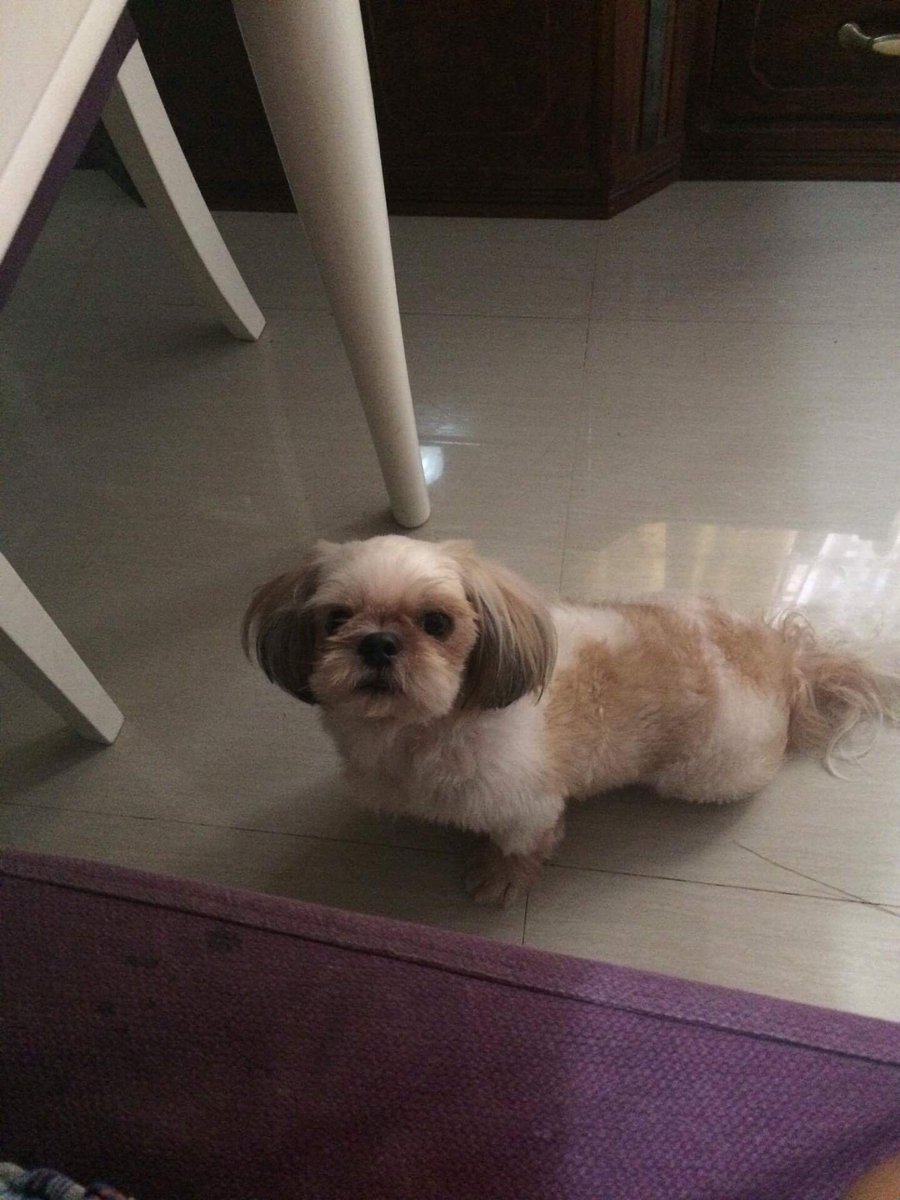 misteeeey's tweet photo. You were the greatest thing that ever happened to me. ❤️ We will miss you, Clover! 😭💔 No one can replace you. I love you so much! Rest In Peace, my love. 😭🐶🐾 https://t.co/n3PjbAIZjc