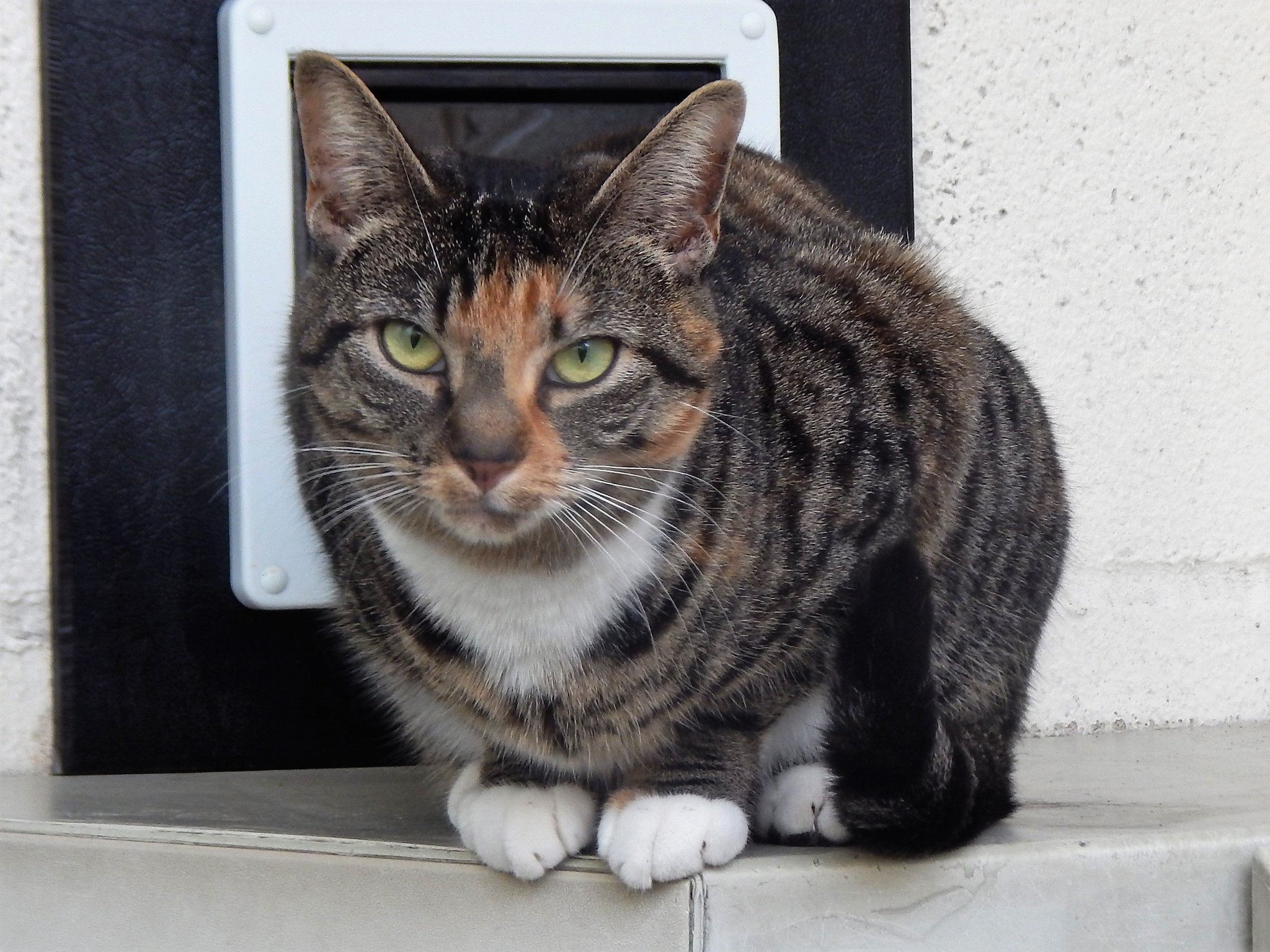 gen7pets natural step ramp for pets