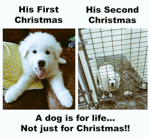 Dr_Dan_1's tweet photo. Thinking about getting a #puppy for someone this #Christmas ? 

DON’T. RT if you agree 🐶 https://t.co/jb9P3Advd1