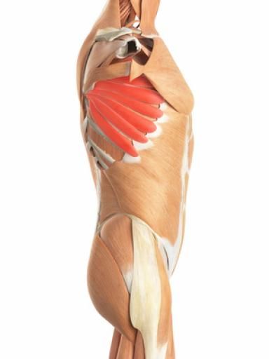 A strong serratus anterior provides a stable shoulder capable of doing movements free from pain &amp; postural problems like wing scapula &amp; chronic neck conditions. Here is 10 ways to strengthen this muscle. buff.ly/2oqoFTJ #strength #neckpain