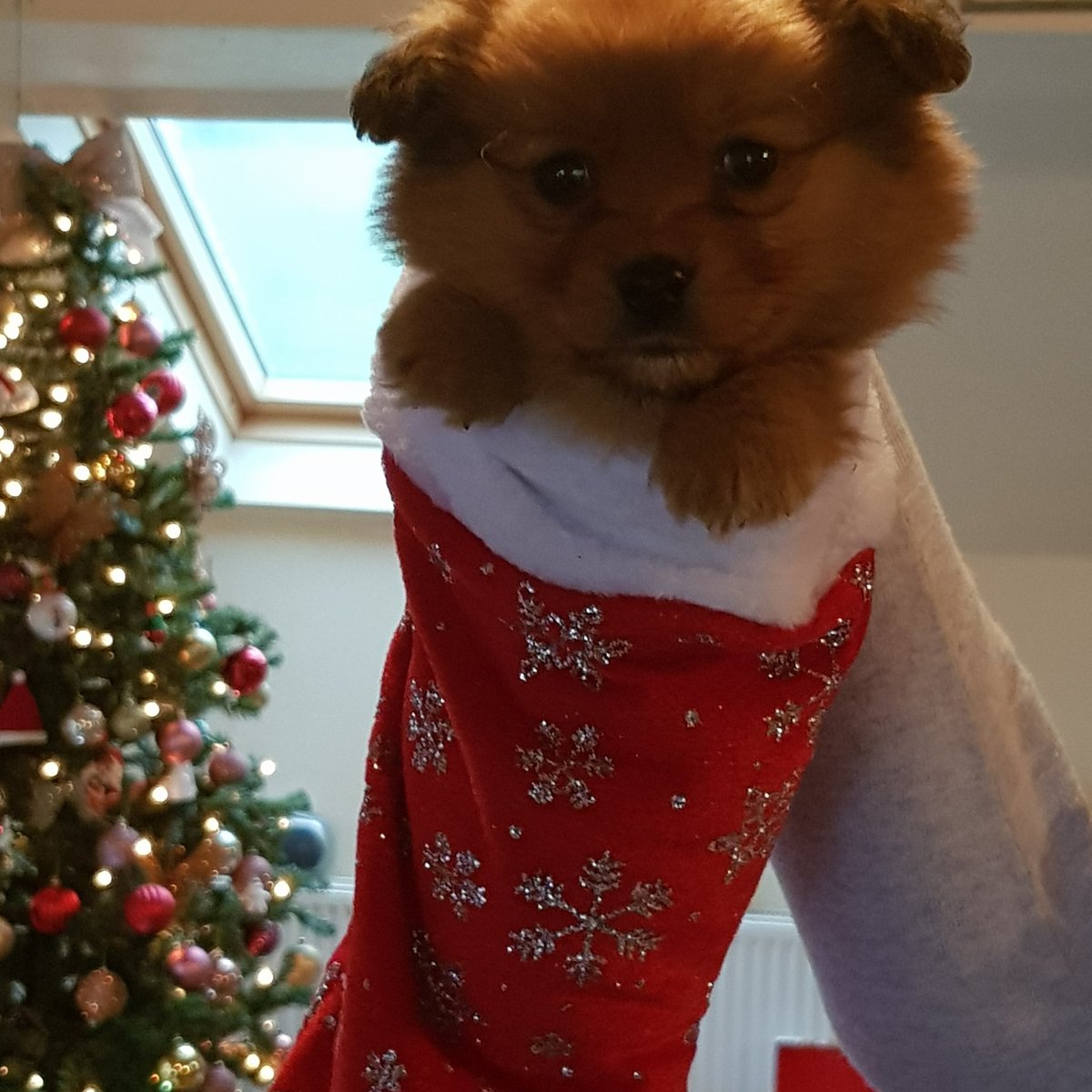 Pip in christmas stocking