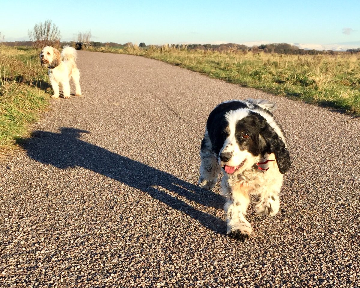 Wooftidoos's tweet photo. My favourite shots of the week 😊@WayTooViral @dogcelebration @dogandpuplovers @TheGoodDogGuide @dogownersuk @NetPetrage #blackpooldogwalker #cutedog #dogs #fun #labrador #jorkie #cockapoo #lhapom #cavachon #spaniel https://t.co/xhmy6tOPiq