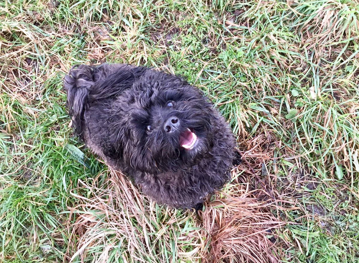 Wooftidoos's tweet photo. My favourite shots of the week 😊@WayTooViral @dogcelebration @dogandpuplovers @TheGoodDogGuide @dogownersuk @NetPetrage #blackpooldogwalker #cutedog #dogs #fun #labrador #jorkie #cockapoo #lhapom #cavachon #spaniel https://t.co/xhmy6tOPiq