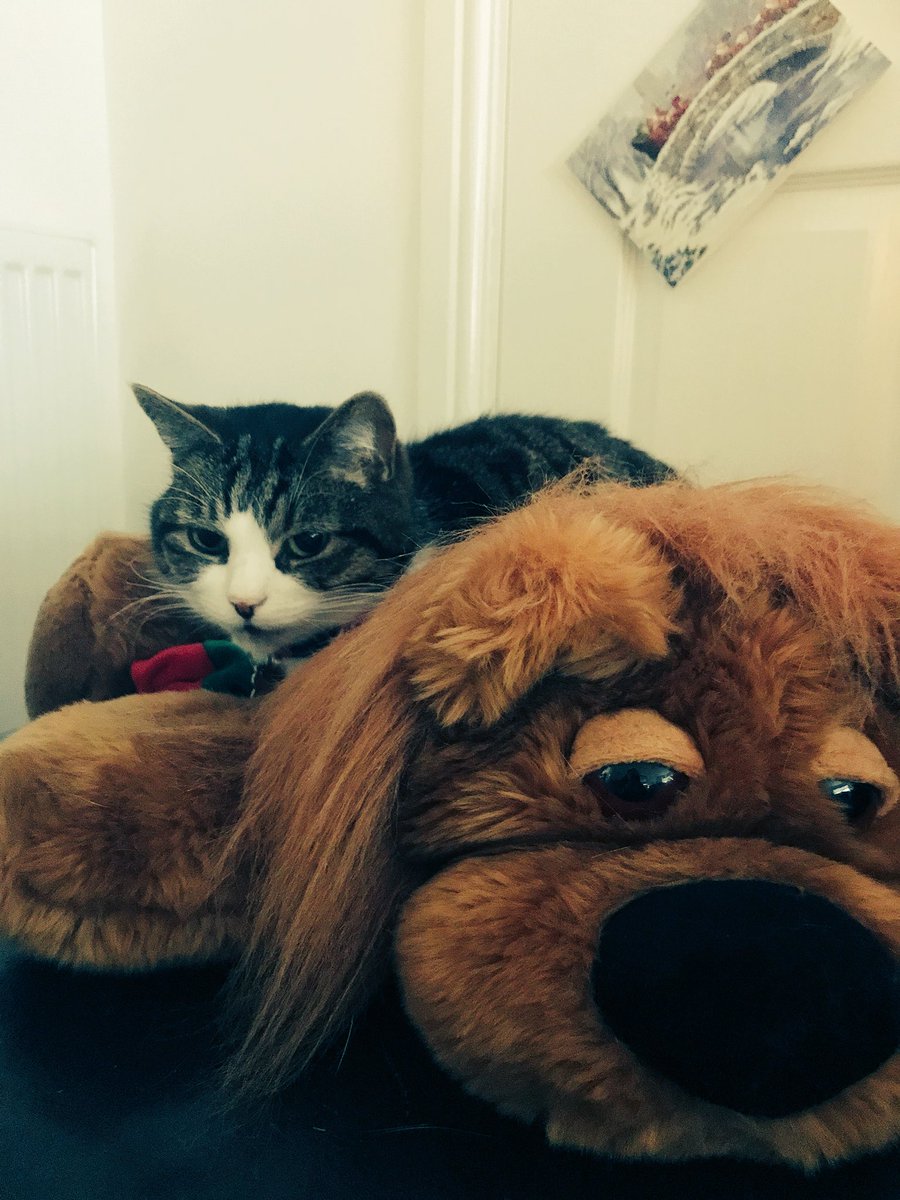 pheobefurball45's tweet photo. Love it when you get this thing out every year 😻 🎄🎅🏻🦁 https://t.co/ZOtTVghQAd