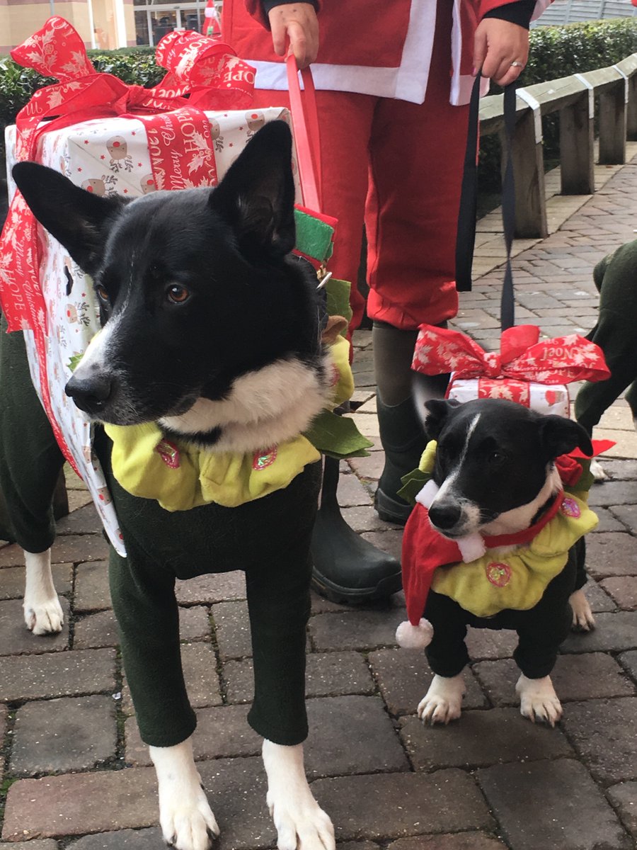 Hospicstfrancis's tweet photo. Thank you to @RiversideHemel, all our volunteers & all our Santas on two legs & four legs for making our 10th #SantaDash super special! @TheGazette_news #decadeofdashing #hospicecare https://t.co/v8ViKuuJPs