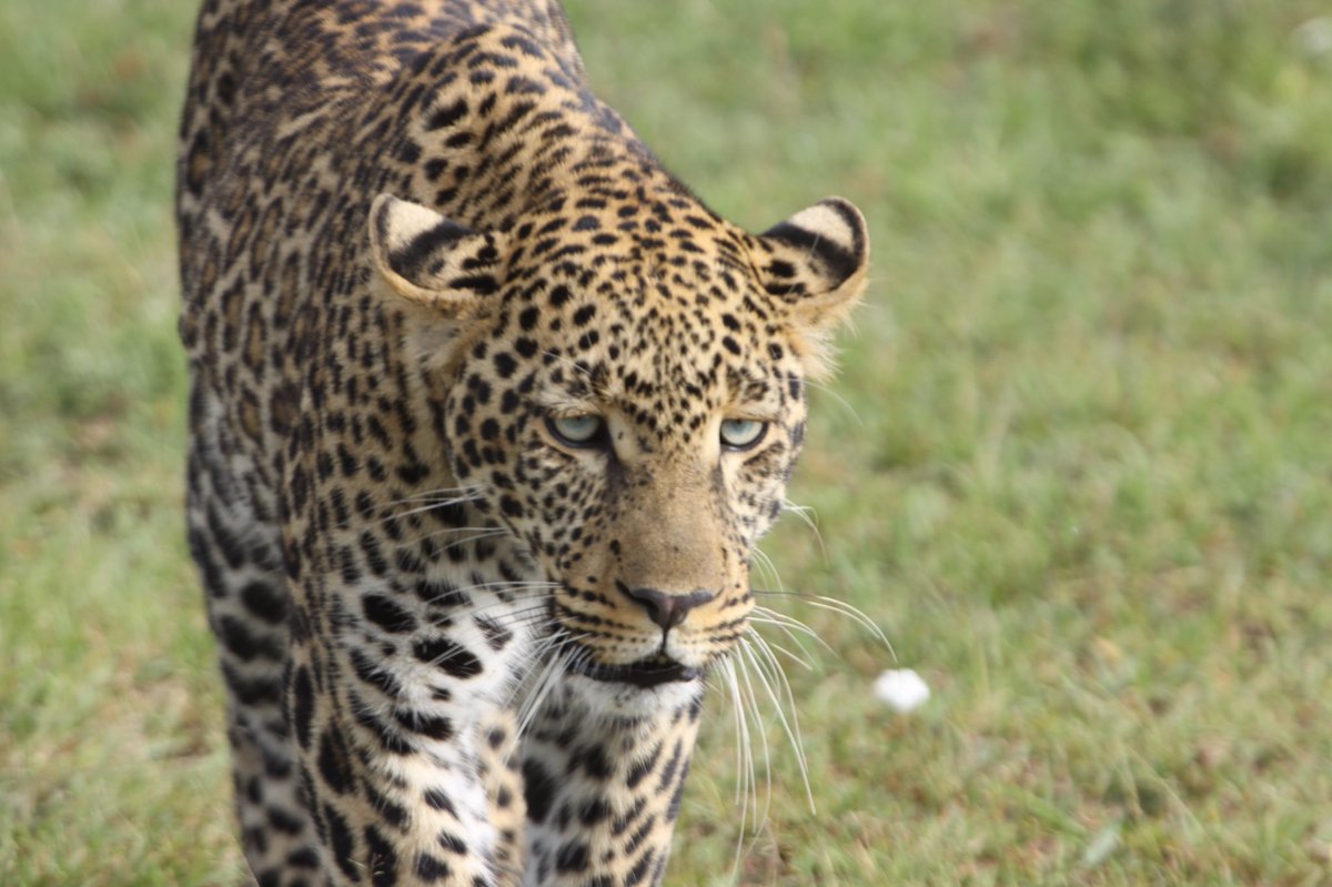 VincentONIRL's tweet photo. Just returned from my first visit to Masai Mara - what an incredible and beautiful place ! 

Small wonder Kenya remains Africa's top safari destination. Already planning my next visit. 

@MagicalKenya @Min_TourismKE @paulakahumbu @JudiWakhungu @Kenyans https://t.co/gX3vhah3B9