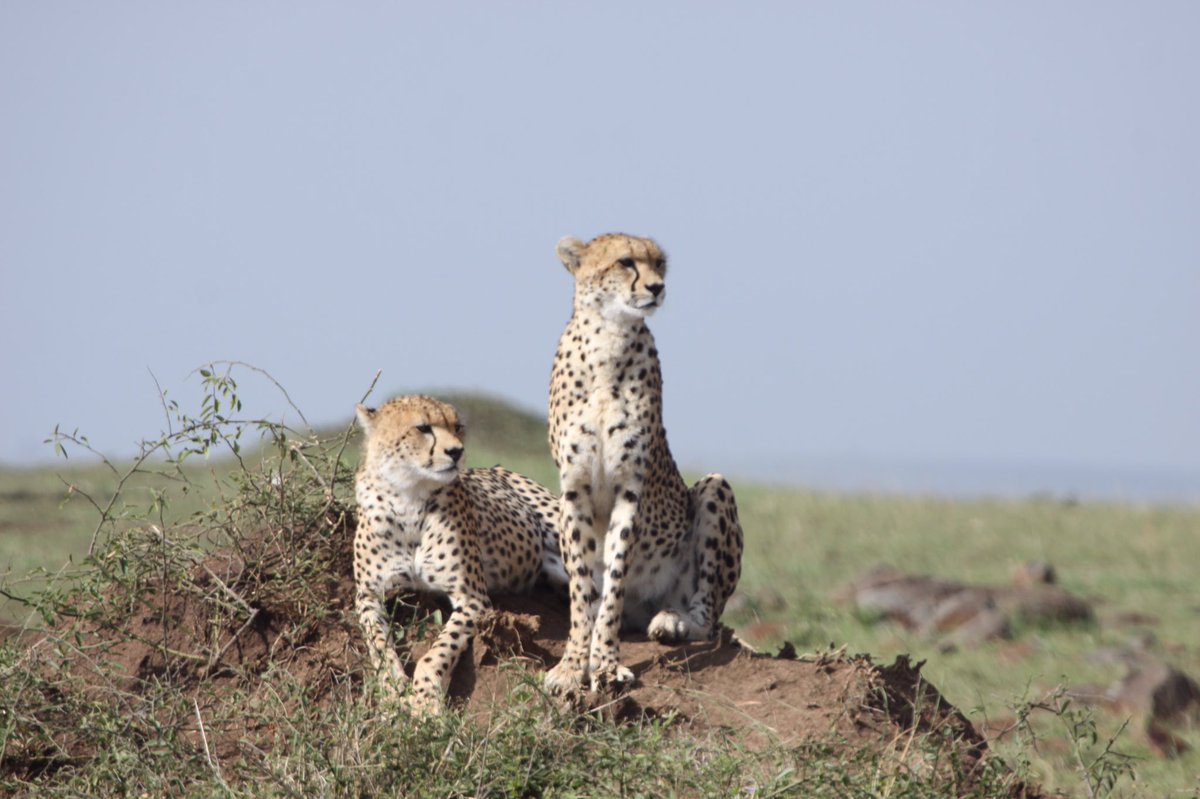 VincentONIRL's tweet photo. Just returned from my first visit to Masai Mara - what an incredible and beautiful place ! 

Small wonder Kenya remains Africa's top safari destination. Already planning my next visit. 

@MagicalKenya @Min_TourismKE @paulakahumbu @JudiWakhungu @Kenyans https://t.co/gX3vhah3B9
