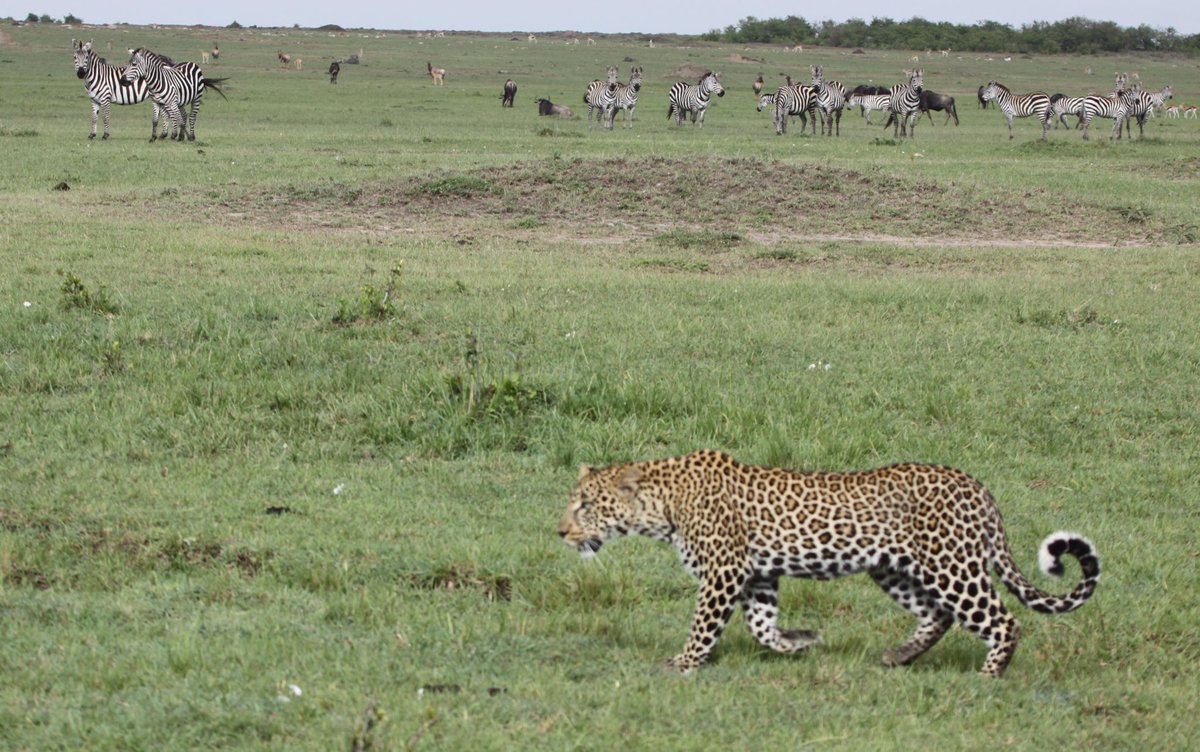 Just returned from my first visit to Masai Mara - what an incredible and beautiful place ! 

Small wonder Kenya remains Africa's top safari destination. Already planning my next visit. 

@MagicalKenya <a href="/Min_TourismKE/">Ministry of Tourism and Wildlife</a> <a href="/paulakahumbu/">Paula Kahumbu</a> <a href="/JudiWakhungu/">Prof. Amb. Judi Wakhungu EGH</a> <a href="/Kenyans/">Kenyans.co.ke</a>