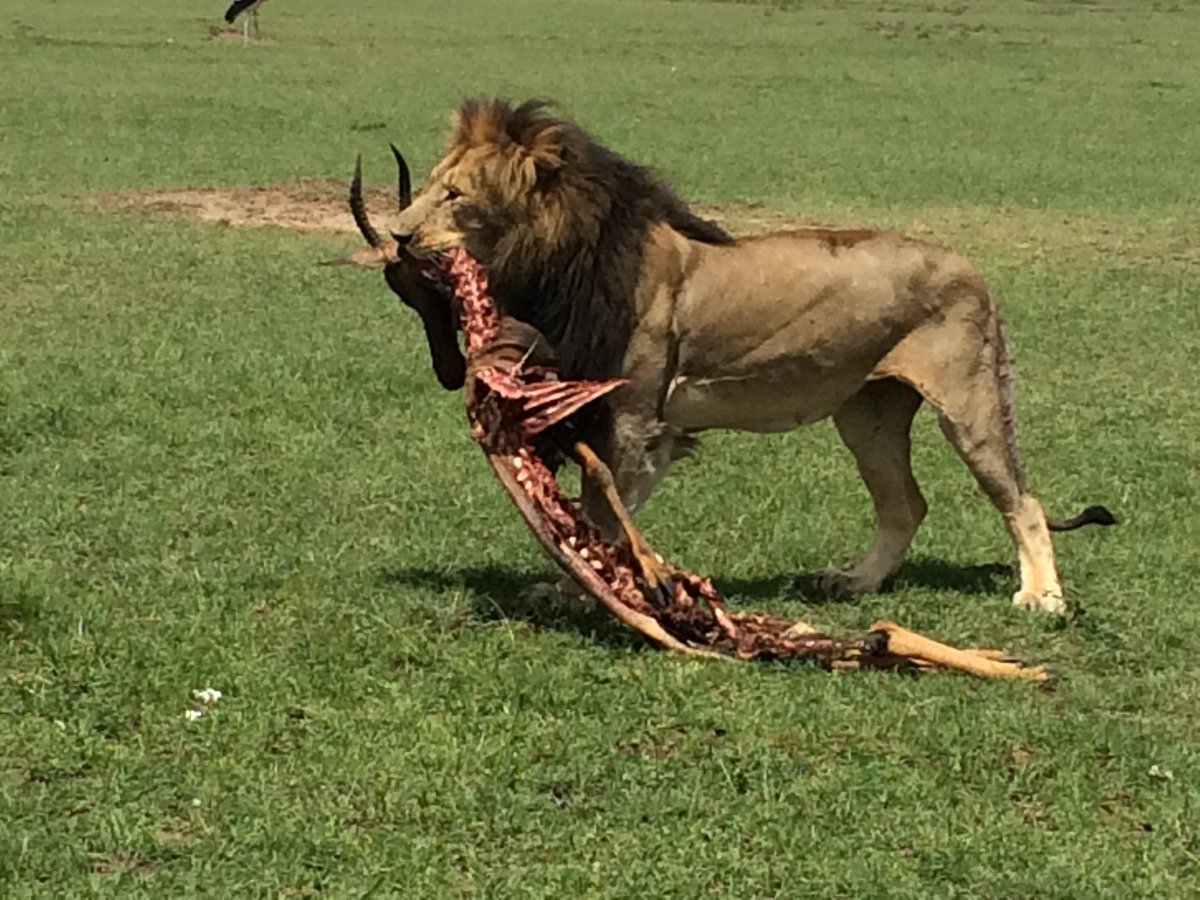 VincentONIRL's tweet photo. Just returned from my first visit to Masai Mara - what an incredible and beautiful place ! 

Small wonder Kenya remains Africa's top safari destination. Already planning my next visit. 

@MagicalKenya @Min_TourismKE @paulakahumbu @JudiWakhungu @Kenyans https://t.co/gX3vhah3B9
