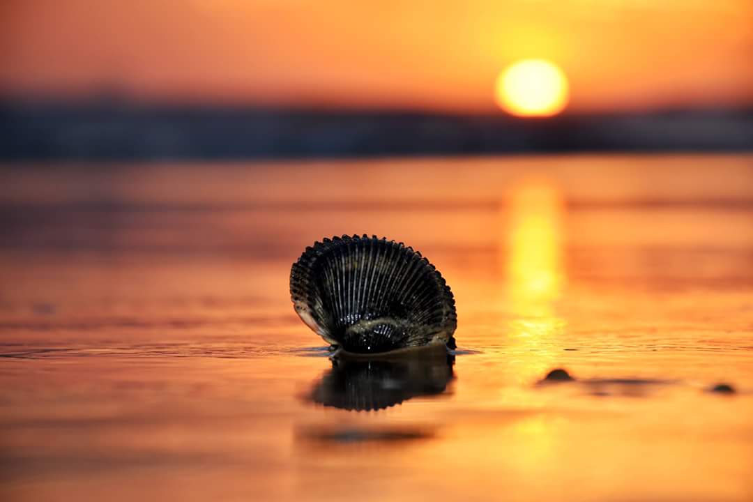 Coastalbydesign's tweet photo. "Every seashell has a story..."
😎🌴🐠 #livesalty #getbeachy #SaltLife 💙 @beachlifemind 🐬 #summer #motivation #waves🌊 #oceanside #colors🎨#seashells🐚
@RealSaltLife @southernUSA_ @VisitNC @WECTWeather @PicsOfTheSouth https://t.co/y8Zu635zQ3