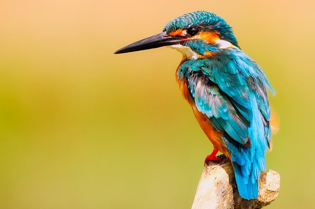 gardens4heroes's tweet photo. Does your garden attract birds? Which is your favorite bird and why? #birds #birdwatching #gardenguests https://t.co/zeZYodahiO