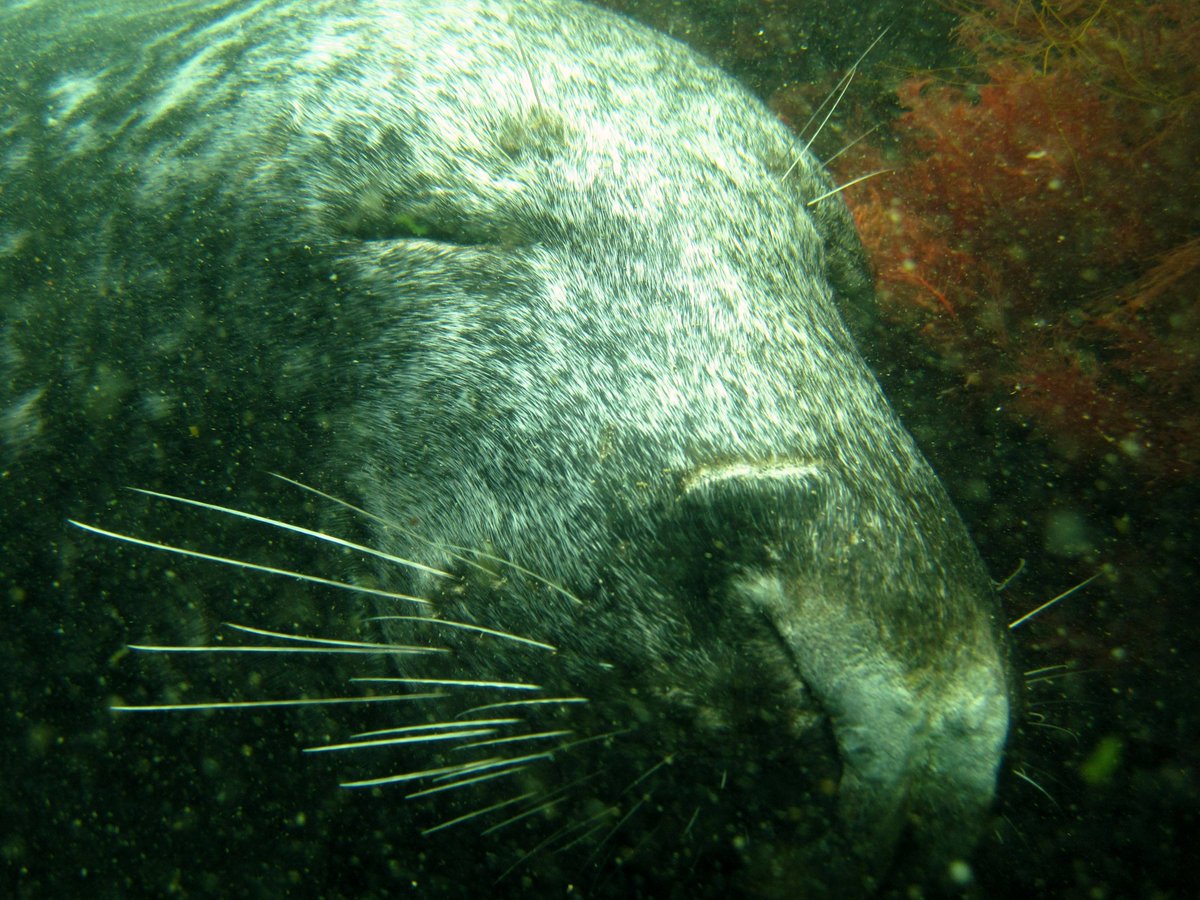 Sealdiver's tweet photo. If you are a @CapturingRCoast volunteer
#Seal talk tomorrow (Mon 18th Dec) 7pm at @NCLDoveMarine #CoCoastNE #Northumberland https://t.co/pPVx8qnmxY