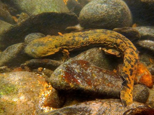 "Their natural habitat has been under attack through sediment running down into streams and filling in holes under rocks, as well as from people removing rocks or moving them to created dams or other unnatural river features." 
citizen-times.com/story/life/201…