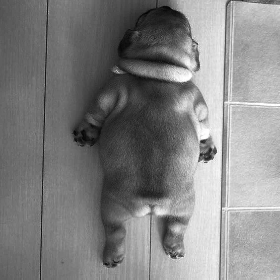 パグの後ろ姿を見ると？謎の化け物に見えて怖いｗｗｗ