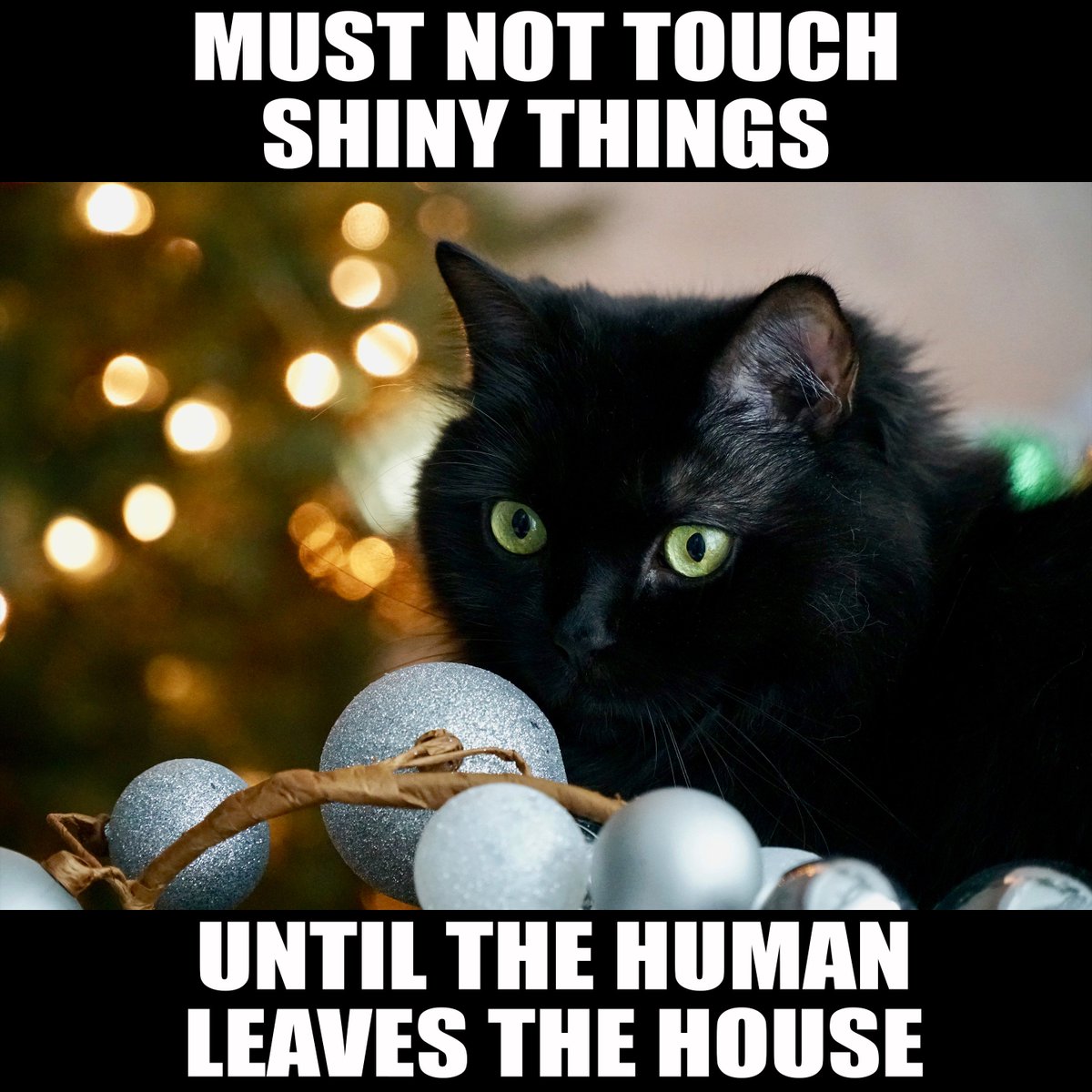 ShortyandKodi's tweet image. #CatLessons