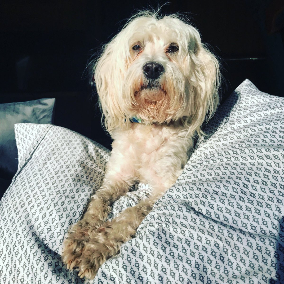 MyDogNoseIt's tweet photo. Happy Sunday! Somebodyโs not too pumped to be up yet! ๐ถโค๏ธ๐พ๐ถโค๏ธ๐พ#SundayFunday #WokeUpLikeThis #MyDogNoseIt #Maltipoo #dogsunscreen #dogsoftwitter #sleepydog #sillydog #weekendwisdom #travelwithdogs #sedona #visitarizona https://t.co/1iDz33PRjG