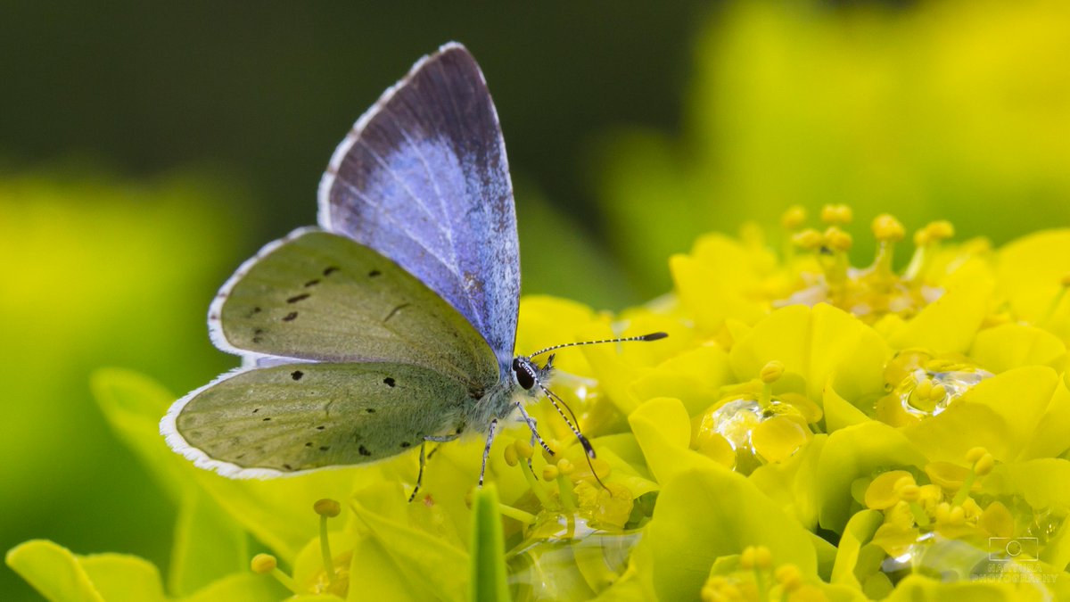 E_van_den_Ham's tweet photo. @NathalieNatuur Mijn bijdrage:
Holly Blue, #Boomblauwtje (#Celastrina argiolus) op Marsh spurge, #Moeraswolfsmelk (#Euphorbia palustris) https://t.co/L1Lc8RrYZq