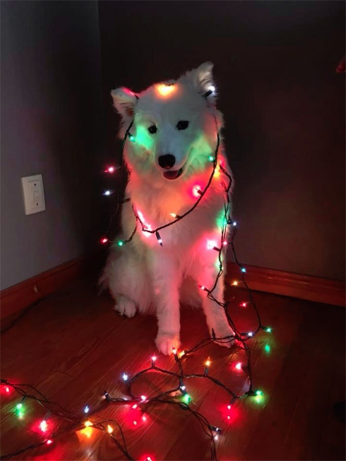 mibbleibble's tweet photo. samoyeds getting in the christmas spirit: a concept https://t.co/BMUuHDRvJI