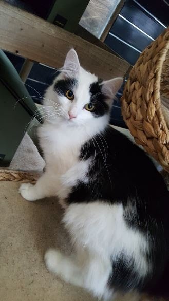 LesterMcNumplet's tweet photo. The poor person looking after Paddy, until he gets a forever home, tried to open the lunch quietly, but nothing gets past Paddy &amp; he heard the wrapper from 4 rooms away!

How about #HelpingPaddy &amp; give him home of his own?

Contact @KeighleyCatCare or RT to spread awareness! https://t.co/7EVAEoANzw