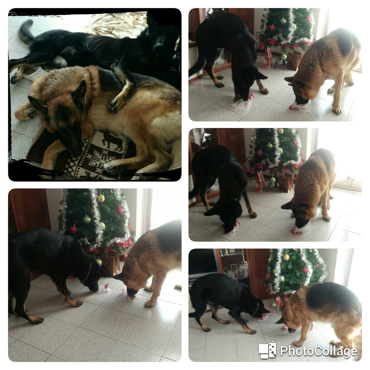 Qualazampalecco's tweet photo. Grazie per questa bellissima foto 😍
Zell e black con il regalino delle zie 💞
#qualazampa #lecco #regali #natale #cane #bigdog #fratelli https://t.co/QdOTazXUHs