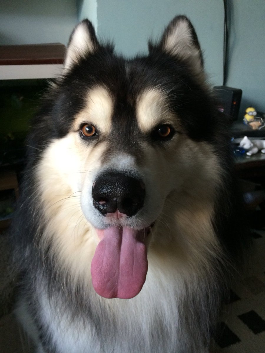 Please help Us Win Some Much Needed Funds malamutematters.wordpress.com/2017/12/17/ple…