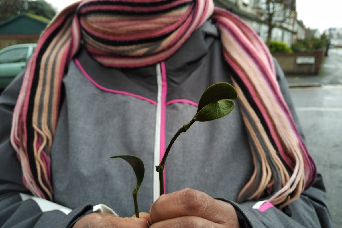 WildintheCity1's tweet photo. #Mistletoe grows on host tree, tapping into it’s circulatory system. Revered by the Druids as a most sacred plant. In Norse mythology its a symbol of peace &amp; friendship. Kissing custom is thought influenced by its assoc'n with fertility. RT &amp; help us #CheerForGood @WildintheCity1 https://t.co/vp62kHEvo7