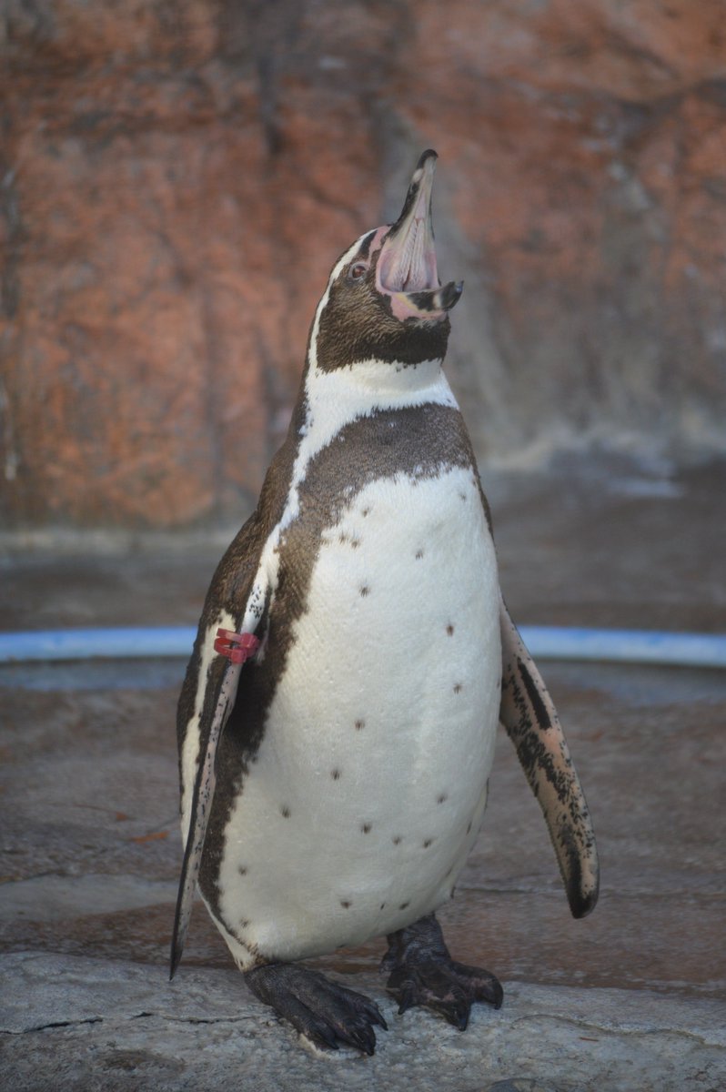 ট ইট র シマ やべえよ ペンギンの口の中やべえよ のんほいパーク フンボルトペンギン ট ইট র シマ やべえよ ペンギンの口の中やべえよ のんほいパーク フンボルトペンギン
