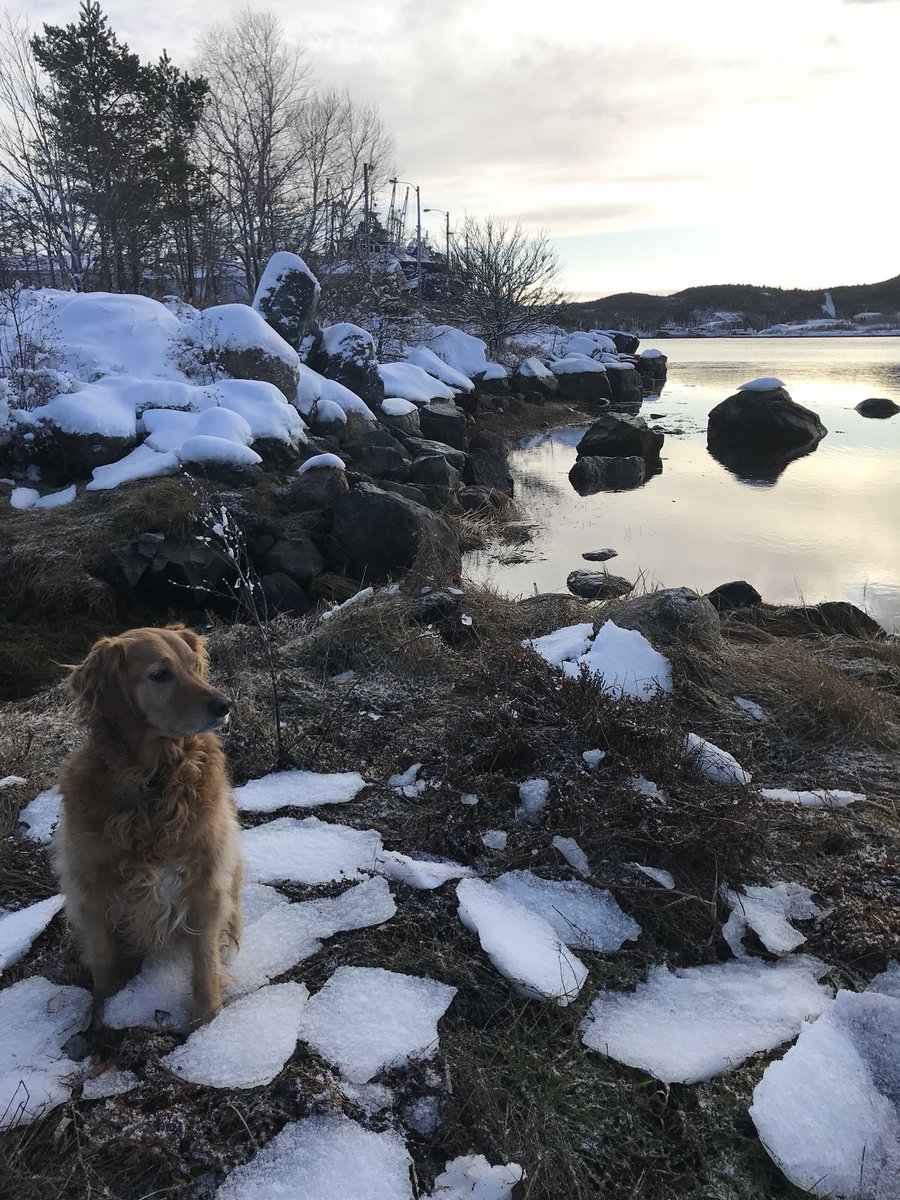 shanNT2NL00003's tweet image. Got love the first snow fall of winter #snowday #FirstSnow #dogsofwinter