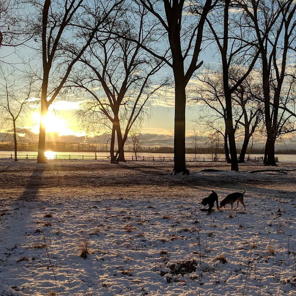 KSpeicher's tweet photo. Gus and Molly at the beach at dawn. #Chiily https://t.co/i7is7b5bZn https://t.co/FwAuA2yHkY