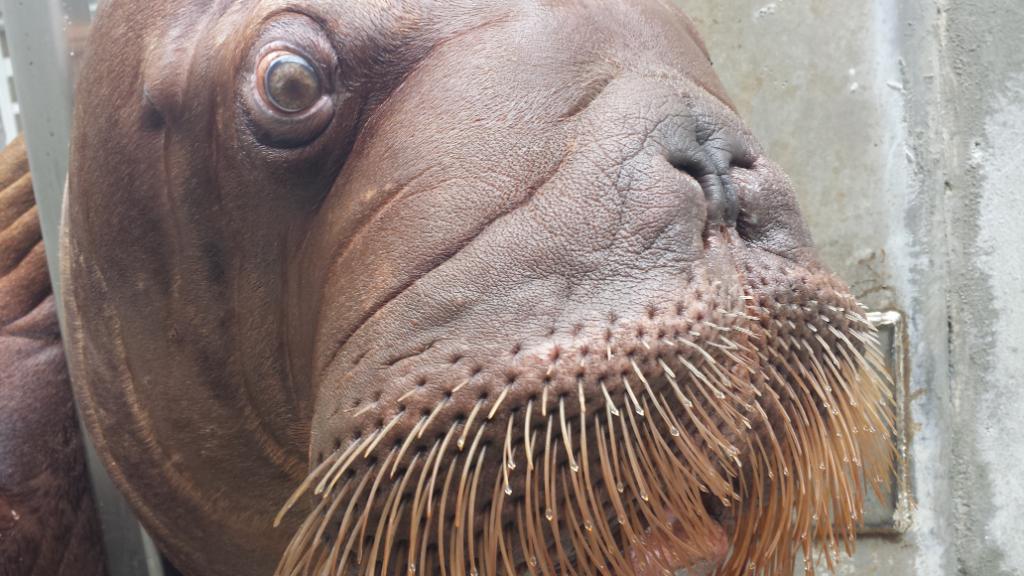 Gingers_Squad's tweet photo. It's clear to see Ginger gets her looks from her Momma! #WalrusCalf #WalrusWatch #WalrusLove #TeamGinger https://t.co/e5LMaKUHdw