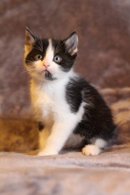 fostertoforever's tweet photo. Is that a cat? No it's a Buick! (well it's also a cat, but whatevs) @SHHAnimalRescue @Buick #consignmentcats #adoptdontshop #Rescue #CatsOfTwitter #kitten #HomeForTheHolidays https://t.co/2y2u3tKwLt