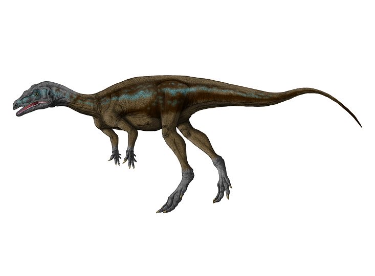 K Ta けーた 脊椎クラッシャー Auf Twitter おやすみ エオラプトル Eoraptor Lunensis 獣脚類は手駒がなくなったから 次は竜脚形類かな 今となっては ラプトル ってのが少し合わない系統になってしまったけど やっぱり存在感のある子だね 恐竜 エオラプトル