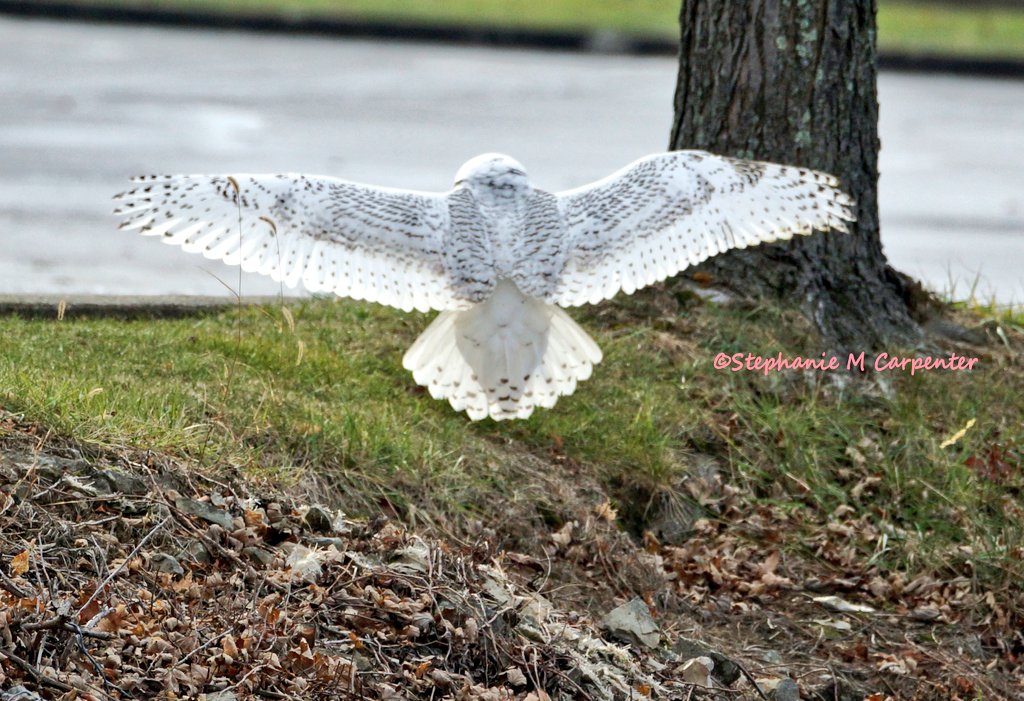 PawsNSnaps's tweet photo. Beautiful wingspan of a Snowy 💗 (not sure why it picked our town but awfully glad to have seen it.)
#Snowy #SnowyOwl #nature #NaturePhotography #Wildlife #ThingsWithWings #birds #WildlifePhotography #ThingsThatFly #BeautifulBird #BeautifulCreature #BirdsInFlight #PrettyBird https://t.co/2qBcg8ckzJ