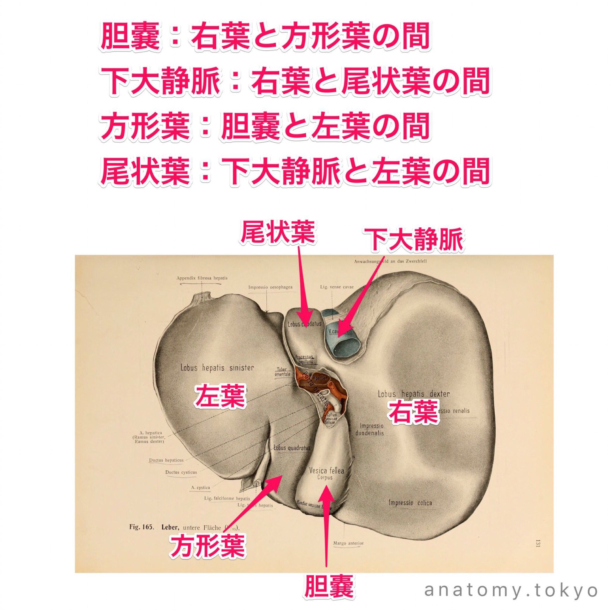黒澤一弘（かずひろ）解剖学IT教育・指圧師・ラダック on X