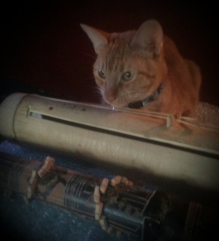 strjacketsteve's tweet image. Tiger loves tube zither's.