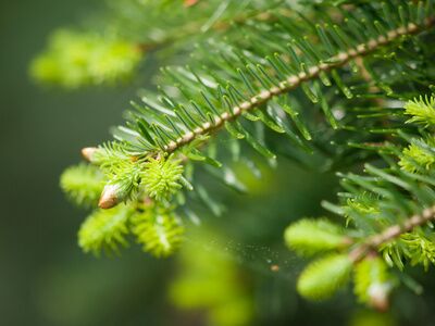 davey tree expert replies retweets