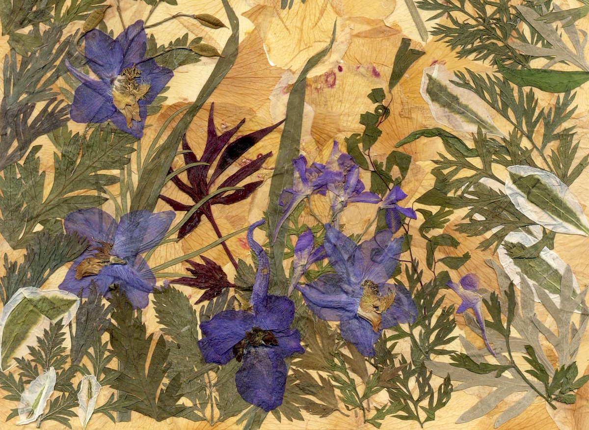 Glirencai's tweet photo. Real Rose, Pressed Flowers, Flower Arrangements, Pressed Flower Art https://t.co/hcT2VraV4D via @Etsy https://t.co/MssuYRKMfI