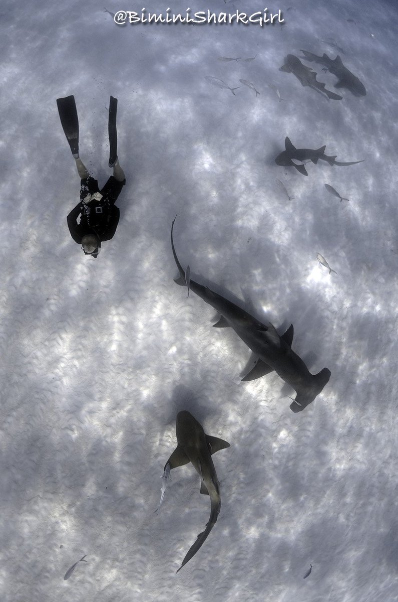 Yesterday we went #freediving with great hammerheads, nurse sharks and bull sharks..here is <a href="/OceanicAllstars/">Duncan Brake</a> hanging with friends.