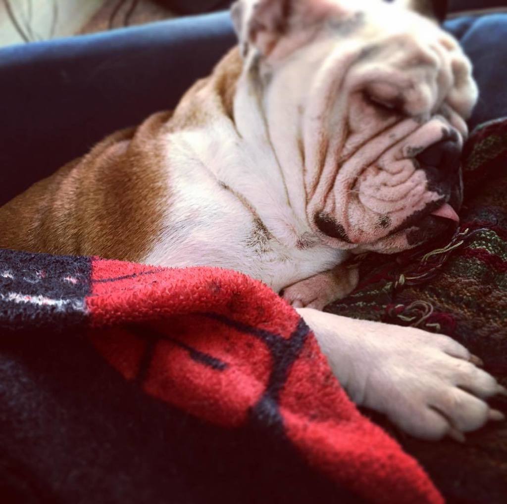 DDeadZed's tweet photo. It's cold out, blanket on, tongue out, snoring activated...ZzzzZzzzzz #bulldog #bullbogs #bulldogsofinstagram https://t.co/8NAoAFCHUm