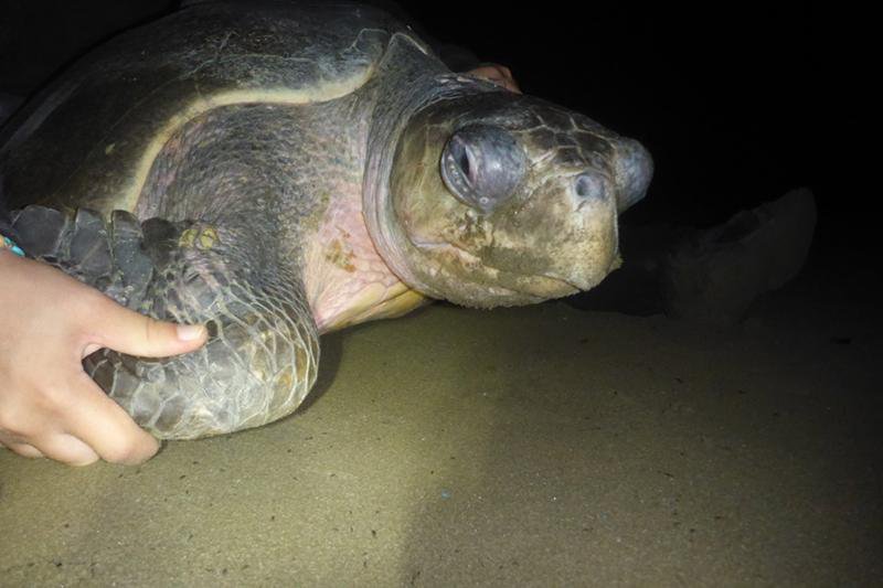 OCEARCH's tweet photo. Olive Ridley sea turtles π’ Faith (Yellow), Venus (Red), and irma (Orange) are up and pinging! https://t.co/ENDqYqdsfj #TAMUTurtles https://t.co/YTYScITfGQ