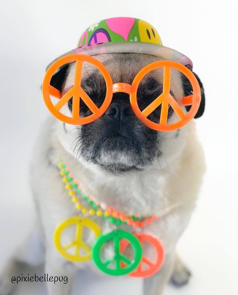pixiebellepug's tweet photo. This Christmas Iโm wishing for world peace... ๐งก๐๐
.
#pixiebellepug #pugs #pugsofinstagram #pugbasement #pugloversclub #worldofpugs #qtpugs #cutepetclub #dailyfluff #smilingpugs #worldofcutepets #thetomcoteshow #speakpug #pugdiary #dailydoseofcutenesโฆ https://t.co/2ypfCGuRWv https://t.co/EQvvkB9Oxy