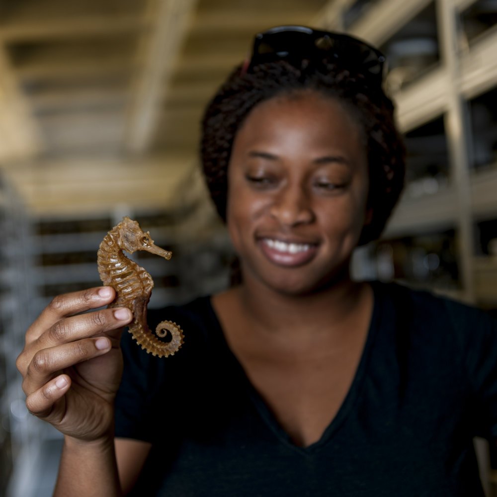 UFexplore's tweet image. By investigating the darter’s history in a Florida creek, Adania Flemming, a @FloridaMuseum collections tech, said her research could lead to better management and conservation laws for these Southern populations. Read More: bit.ly/2AiyRz6 #WomeninScience