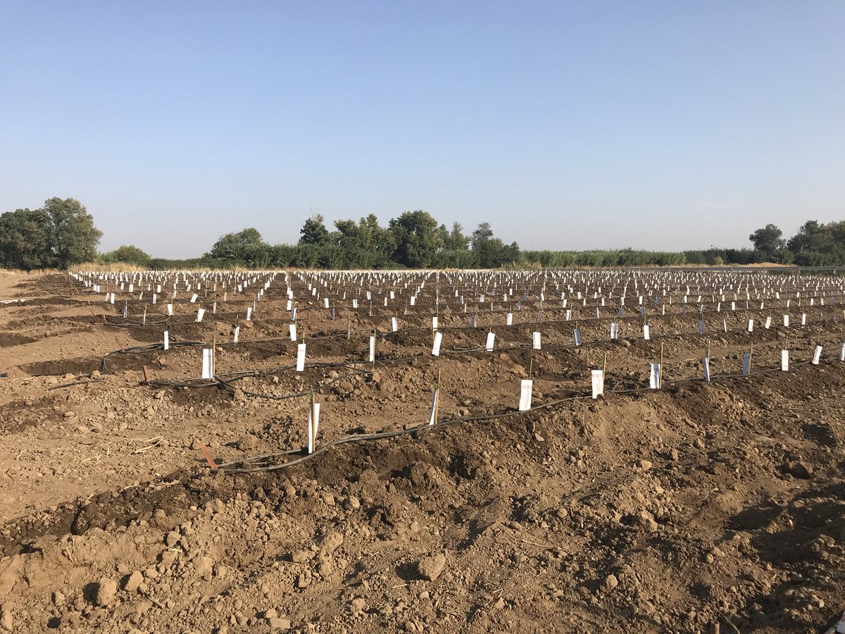 Plantaciones de almendros superintensivo a 3.3 mts x 1.25 mts para recoger con cosechadora