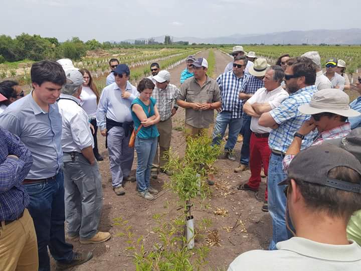 Plantación en alta densidad de almendros en 3.3 mts x 1.25 mts de la variedad Guara autofertiles floración tardia